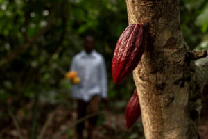 Is Ghana’s Cocoa sector in trouble? Here is the rundown